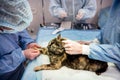 Veterinary surgeon is preparing cat for neutering surgery. Royalty Free Stock Photo