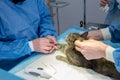 Veterinary surgeon is preparing cat for neutering surgery. Royalty Free Stock Photo