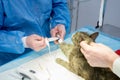 Veterinary surgeon is preparing cat for neutering surgery. Royalty Free Stock Photo