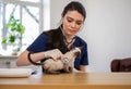 Veterinary surgeon and siamese cat at vet clinic