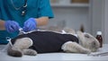 Veterinary surgeon tying bandage on cat stressed after spaying, pet castration