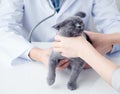 Veterinary survey Royalty Free Stock Photo