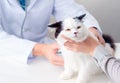 Veterinary survey Royalty Free Stock Photo