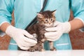 Veterinary survey Royalty Free Stock Photo