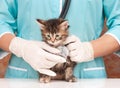 Veterinary survey Royalty Free Stock Photo