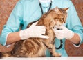 Veterinary survey Royalty Free Stock Photo