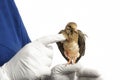 Veterinary Technician examines Dove Royalty Free Stock Photo