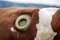 Veterinary treatment of cattle. Outdoor closeup of brown and white cow with a rumen fistula hole on the side due to indigestion is