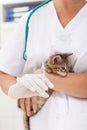 Veterinary treatment for a little kitten