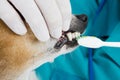 Veterinary treatment of teeth.