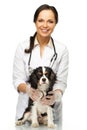 Veterinary woman with spaniel