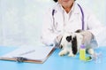 vetetarian examine a young cute bunny with medical equipment for examination