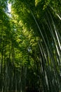 The vetical image of famous bamboo forest Sakano in Kyoto Japan Royalty Free Stock Photo