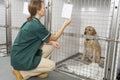 Vetinary Nurse Checking Sick Animals In Pens Royalty Free Stock Photo