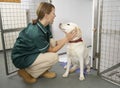 Vetinary Nurse Checking Sick Animals In Pens