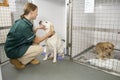 Vetinary Nurse Checking Sick Animals In Pens