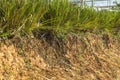 Vetiver glass protecting soil slide