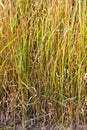 Vetiver grass background