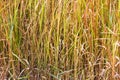 Vetiver grass background