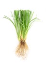 Vetiver grass or chrysopogon zizanioides isolated on white background.top view,flat lay