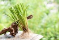 Vetiver grass or chrysopogon zizanioides on nature background