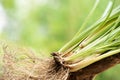 Vetiver grass or chrysopogon zizanioides on nature background