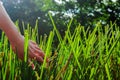 Vetiver, grass, and a hand