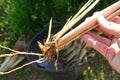 vetiver grass plant held with one hand, sprouting from root cuttings Royalty Free Stock Photo