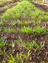 Vetiver grass seedlings or Vetiveria zizanioides