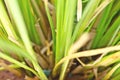 Vetiver Grass Vetiveria zizanioides