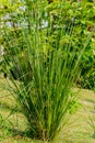 Vetiver Grass or Vetiveria zizanioides.