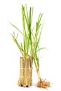 Vetiver grass or vetiveria zizanioides trees isolated on white background
