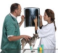 Vets examining a Chihuahua's radiography Royalty Free Stock Photo