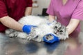 Vets hold down big gray cat before procedure Royalty Free Stock Photo