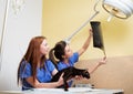 Vets nurses examining cat's x-ray Royalty Free Stock Photo