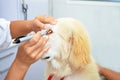 Vet examining cute puppy dog Royalty Free Stock Photo