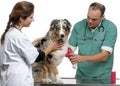 Vets wrapping a bandage around an Australian Royalty Free Stock Photo