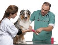 Vets wrapping a bandage around an Australian Royalty Free Stock Photo