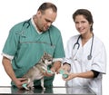 Vets wrapping a bandage around a Chihuahua's paw