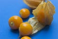 Vew of Aguaymanto fruits on a blue background