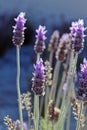 Vews from the lavander field