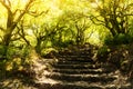 Via crucis trail on ancient forest of Bussaco Royalty Free Stock Photo