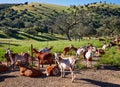 Via de la Plata way goats Sierra Norte Seville Royalty Free Stock Photo