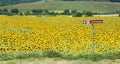 Via Francigena signpost and sunflower field, Tuscany