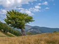 Lonely old tree on Via Transilvanica trail in Mehedinti Mountains, Romania, Europe