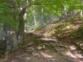 Path in the forest on Via Transilvanica, Romania, Europe