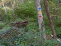 Via Transilvanica trail in Mehedinti Mountains, Romania, Europe