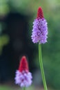 Vial`s primrose, Primula vialii, flower Royalty Free Stock Photo