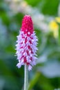 Vial`s primrose, Primula vialii, flower Royalty Free Stock Photo