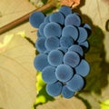 Viala grape close up from bellow
